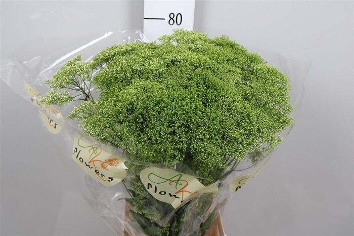 <h4>Trach Lake Powell</h4>