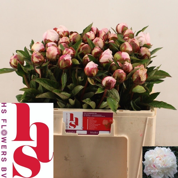 <h4>PAEO L GARDENIA</h4>