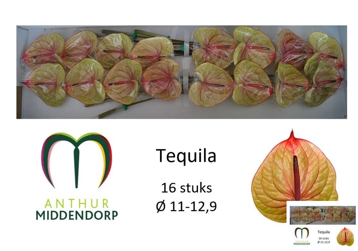 <h4>ANTH A TEQUILA</h4>