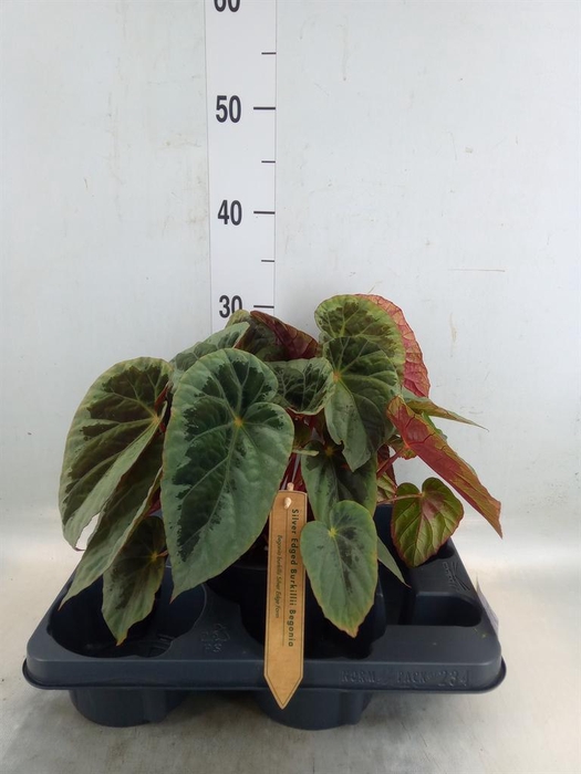 <h4>Begonia BD   ...</h4>