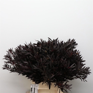 Leucad Safari Sunset Spray (beautiful)