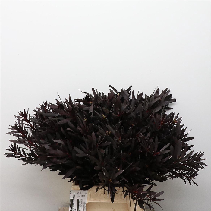 <h4>Leucad Safari Sunset Spray (beautiful)</h4>