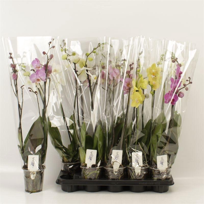 <h4>PHAL GEM 6 KL</h4>