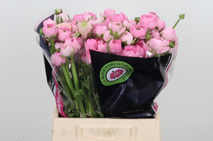 <h4>Ran El Pink</h4>