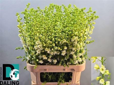 <h4>Cons R Q White 90cm</h4>