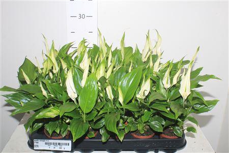 <h4>Spath Chopin 4+</h4>