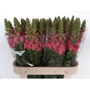 ANTIR ANTIBES ROSE