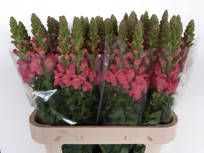 <h4>ANTIR ANTIBES ROSE</h4>