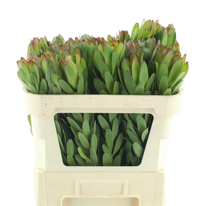 <h4>LEUCAD SAF GOLDSTRIK</h4>