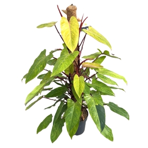 Philodendron  'Painted Lady'