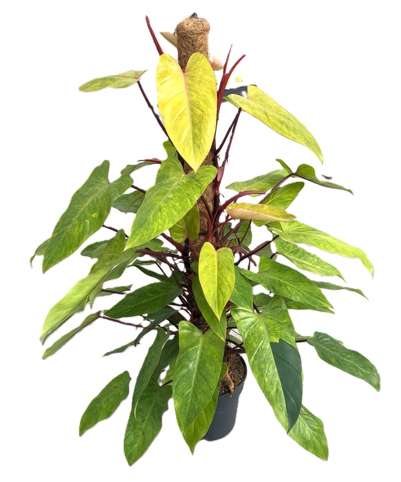 <h4>Philodendron  'Painted Lady'</h4>