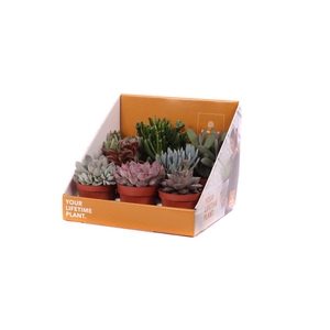 Succulent mix 8,5 cm in showdoos your lifetime plant