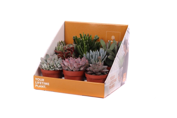 <h4>Succulent mix 8,5 cm in showdoos your lifetime plant</h4>