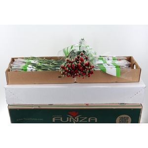 Di Tr Zumba  Red  x20 Box