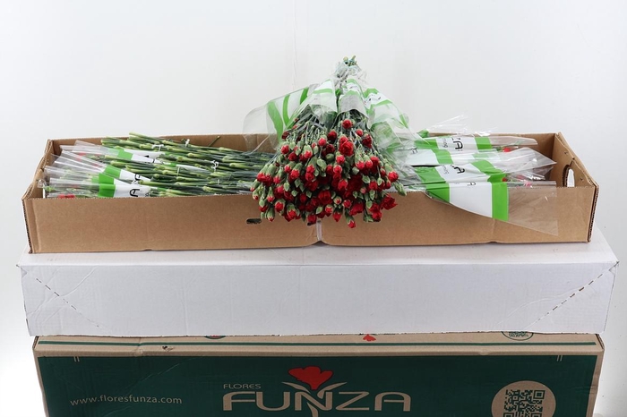 <h4>Di Tr Zumba Red x20 Box</h4>