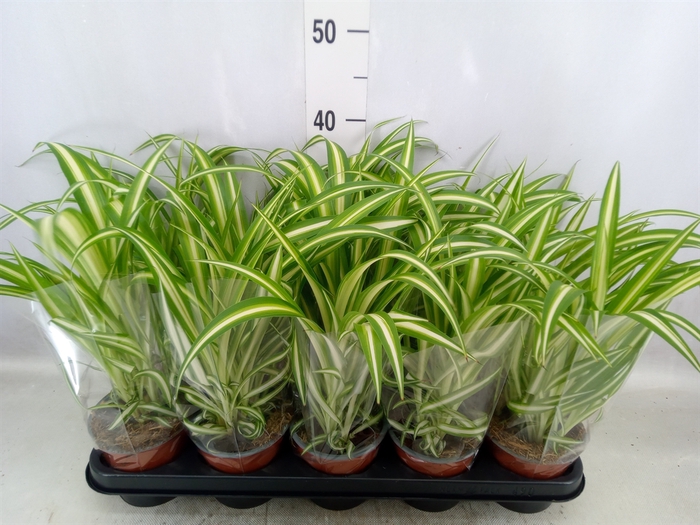 <h4>Chlorophytum com. 'Variegatum'</h4>