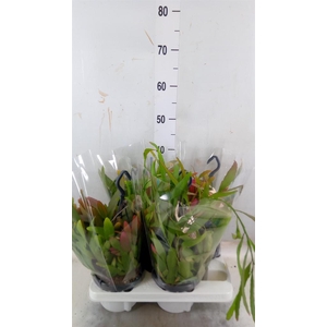 Rhipsalis ...