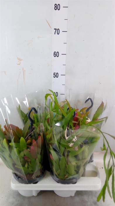 <h4>Rhipsalis   ...</h4>