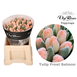 TU EN FROST Paint SALMON A