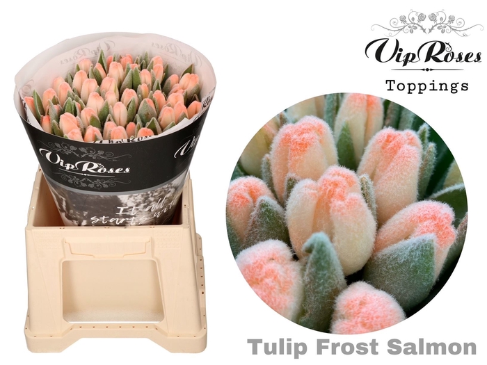 <h4>TU EN FROST Paint SALMON A</h4>