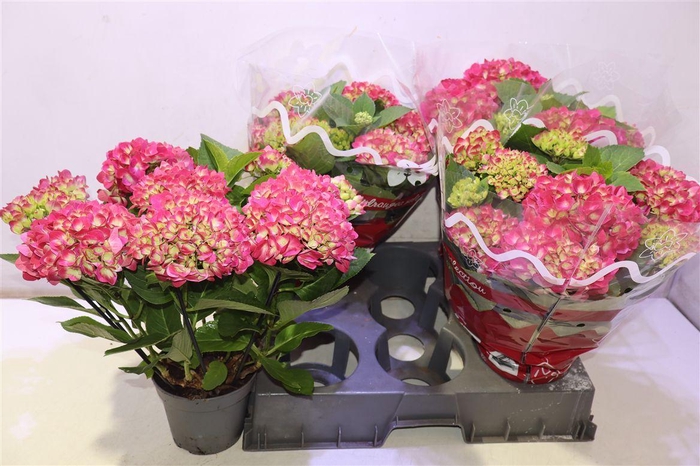 <h4>Hydr M Amsterdam</h4>