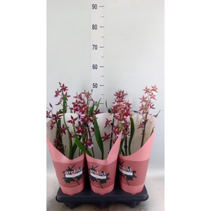 Burrageara  'Barrocco Red'
