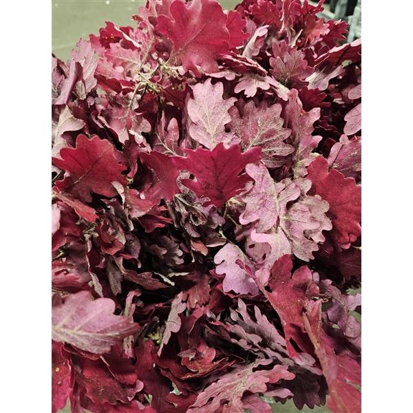 <h4>GESTABILISEERD EIK CERISE</h4>