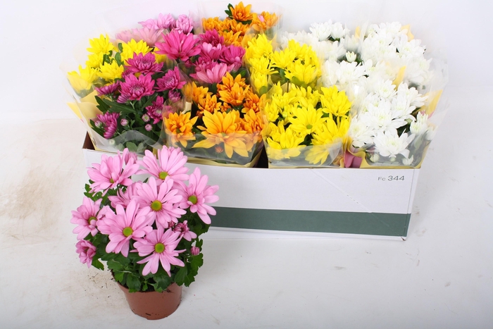 <h4>CHRYS GEM 5 KL</h4>