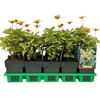 Heliopsis