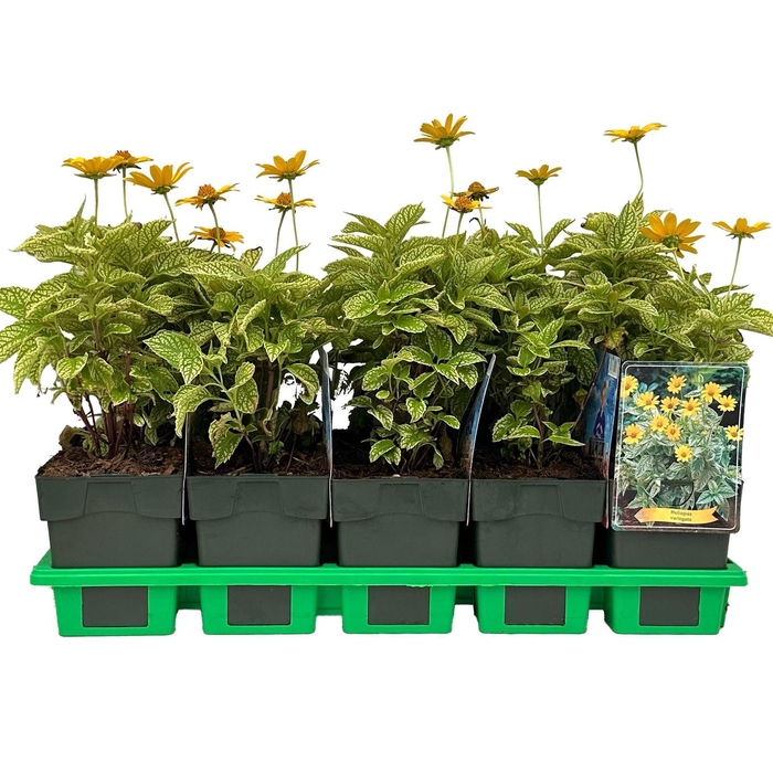 Heliopsis