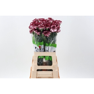 Dianthus ST 'Bacarat'