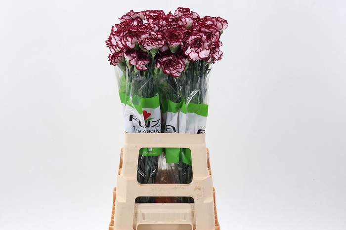 <h4>Dianthus ST 'Bacarat'</h4>