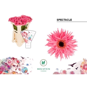 Gerbera MIS 'Spectacle'
