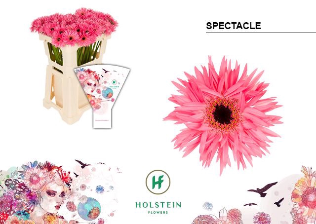 <h4>Gerbera MIS 'Spectacle'</h4>