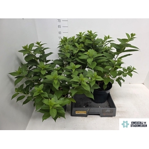 HYDR PANICULATA