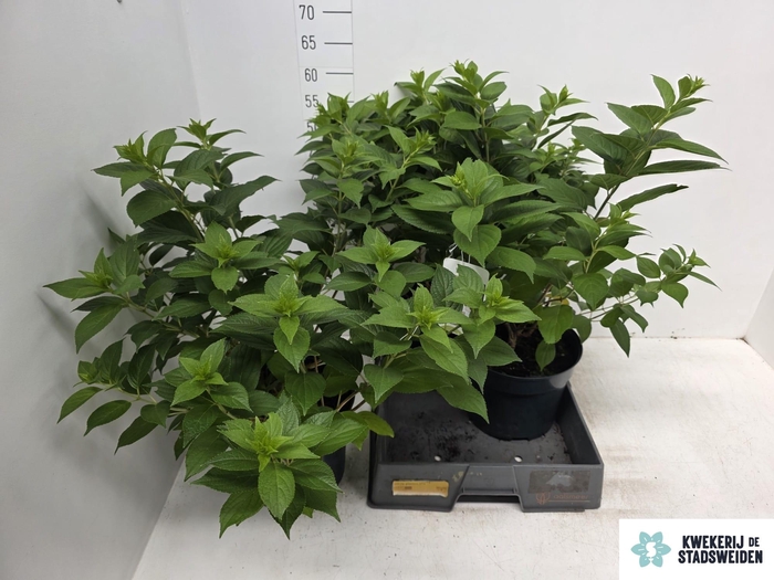 <h4>HYDR PANICULATA</h4>