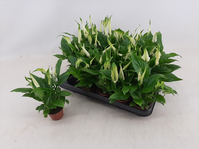 <h4>SPATH CHOPIN</h4>