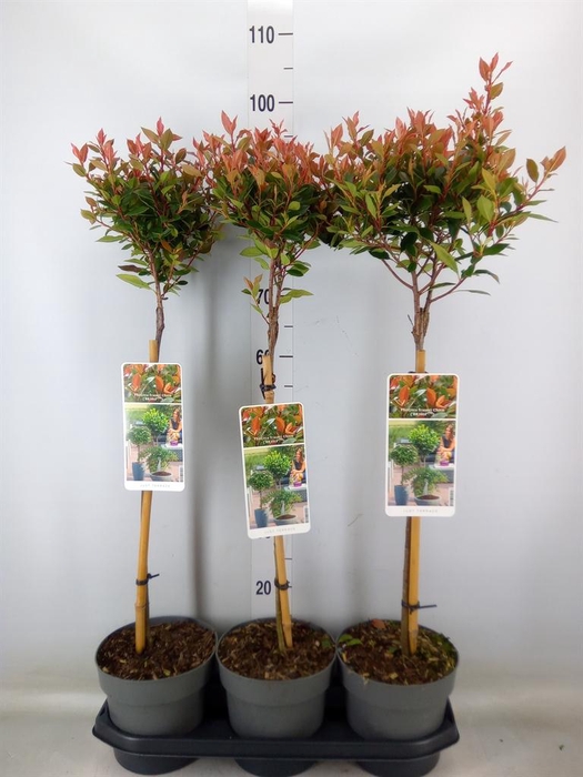 <h4>Photinia fraseri 'Chico'</h4>