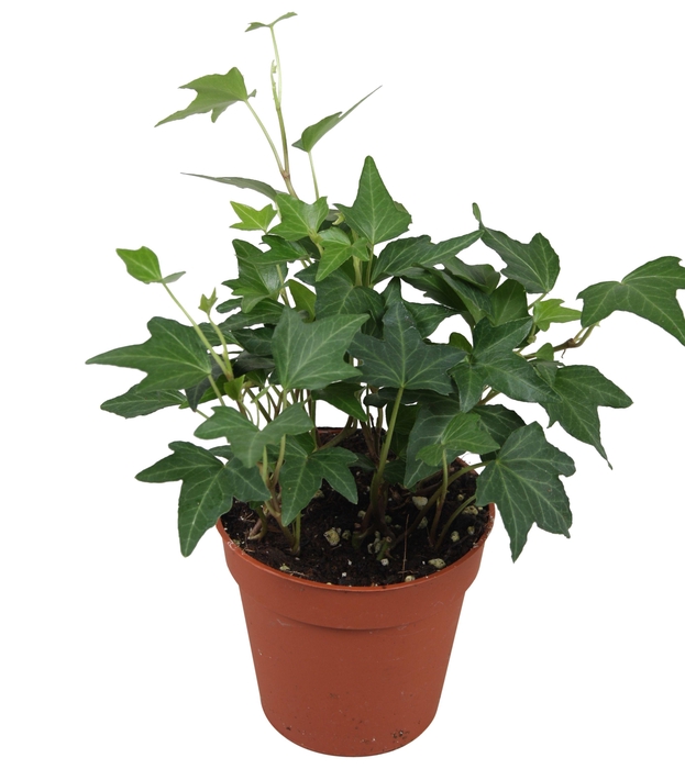 <h4>Hedera helix Diny</h4>