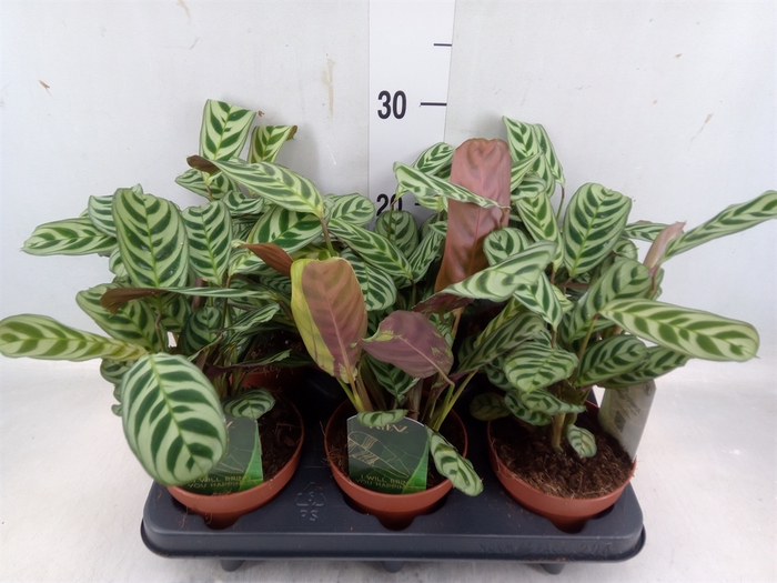 <h4>Ctenanthe burle-marxii</h4>