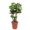 Ficus Lyrata stam vertakt