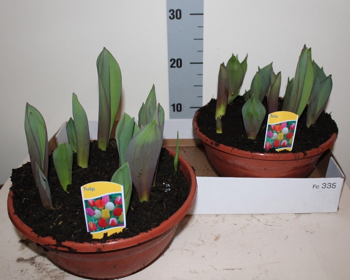 <h4>TUL GEM IN POT</h4>