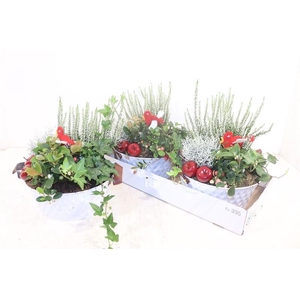 ARR TUINPLANTEN