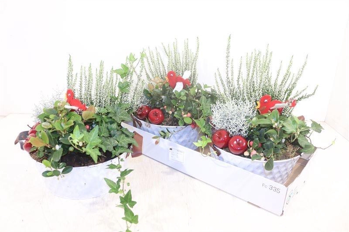 <h4>ARR TUINPLANTEN</h4>