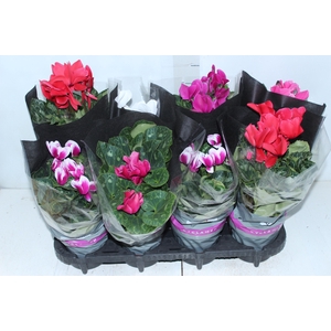 CYCLAMEN P14