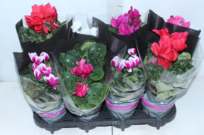 <h4>CYCLAMEN P14</h4>