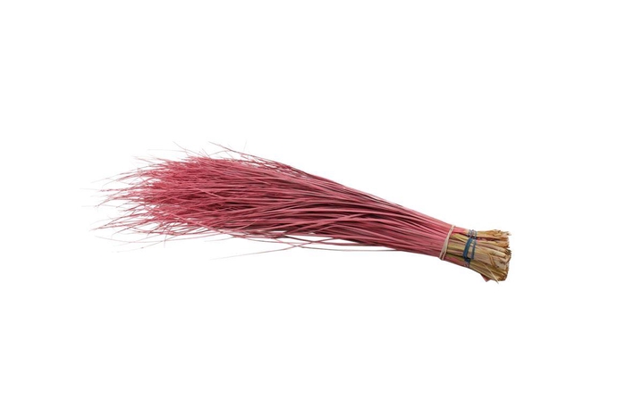 <h4>Beargrass Pink</h4>