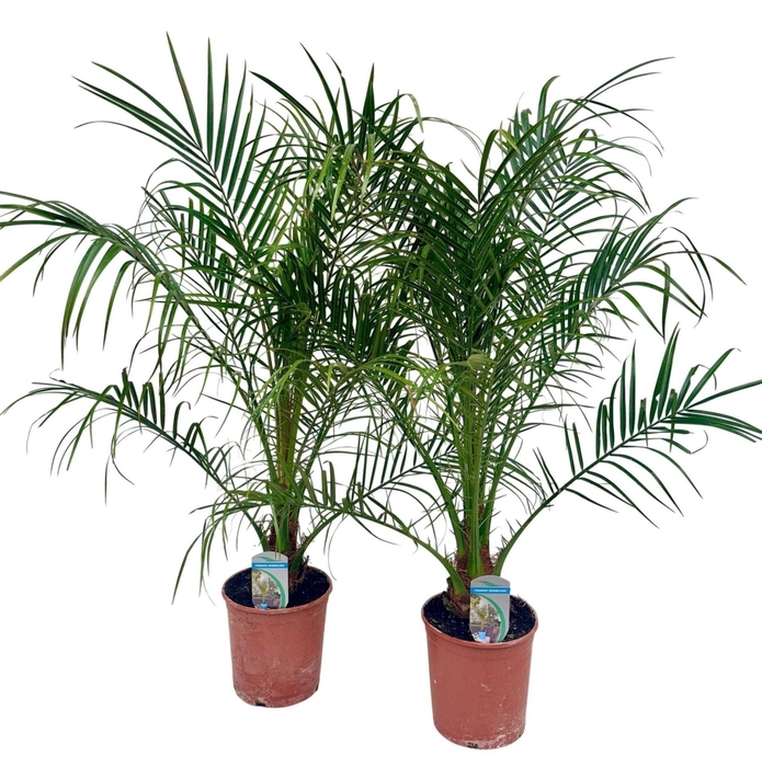 <h4>Phoenix roebelenii</h4>