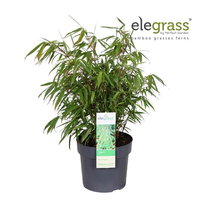 <h4>Fargesia rufa P19</h4>