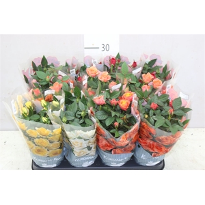 Rosa Kordana Gemengd Danmark